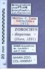 Etikette zu Zorochros (Zorochros) dispersus (Horn, 1891) (NHMW-ZOO-COL-0006567)